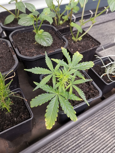 Growreport Bild 12
