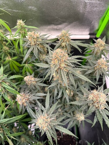 Growreport Bild 4