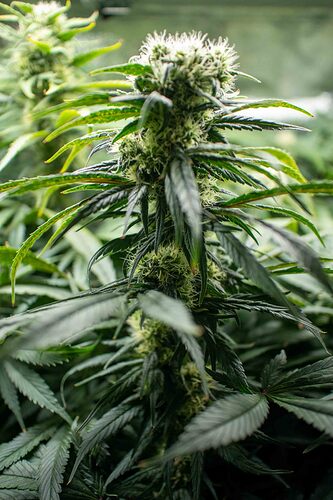 Growreport Bild 1