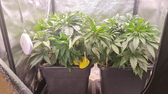 Growreport Bild 3