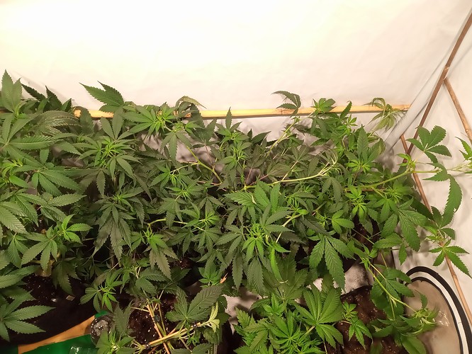 Growreport Bild 10