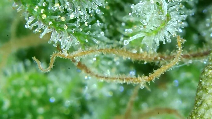 Growreport Bild 9