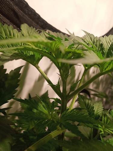 Growreport Bild 29