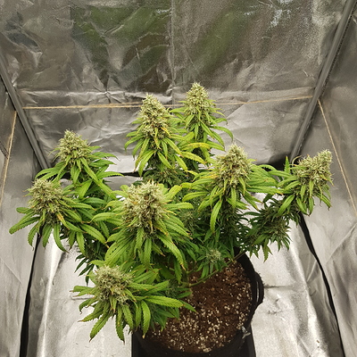 Growreport Bild 4