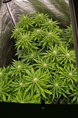 Growreport Bild 2