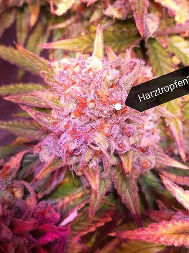 Growreport Bild 37