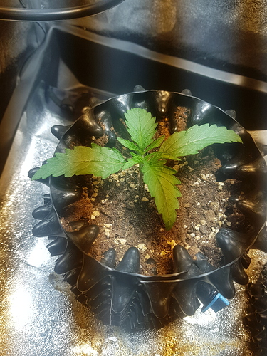 Growreport Bild 34