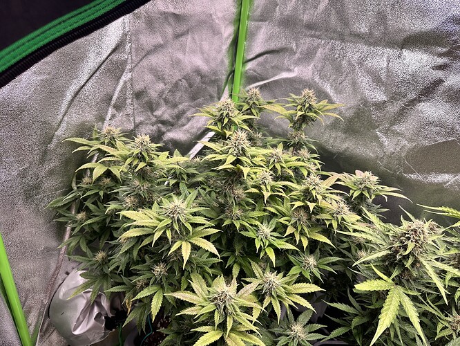 Growreport Bild 6