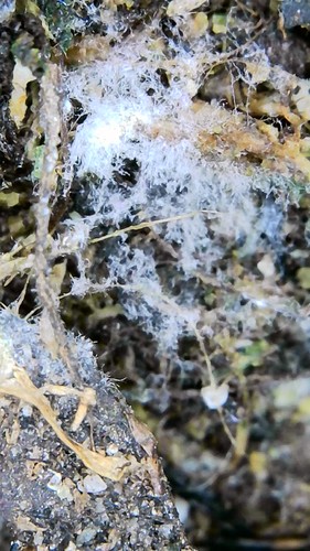 Growreport Bild 10