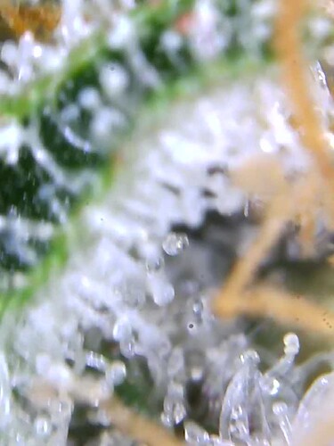 Growreport Bild 11