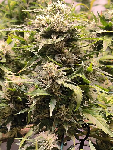 Growreport Bild 12