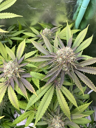 Growreport Bild 15