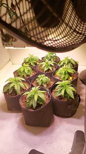 Growreport Bild 2
