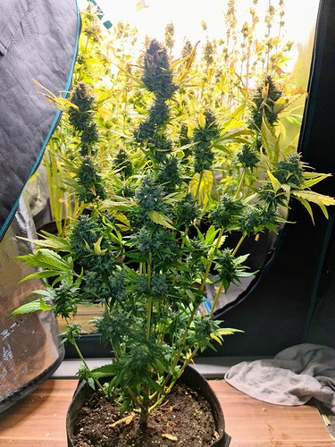 Growreport Bild 1