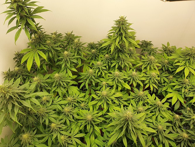 Growreport Bild 2