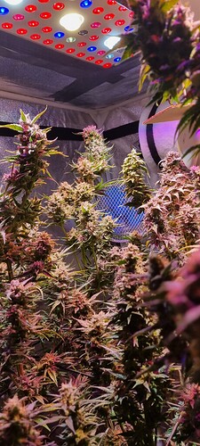Growreport Bild 29