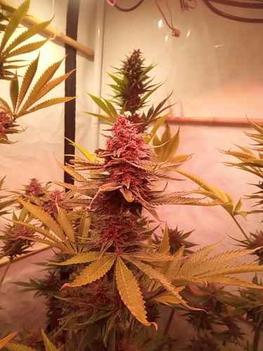 Growreport Bild 39
