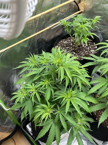 Growreport Bild 31