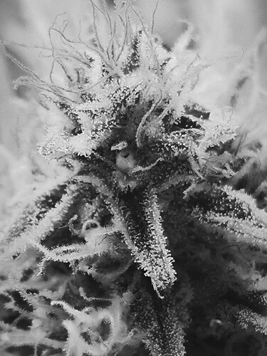 Growreport Bild 3