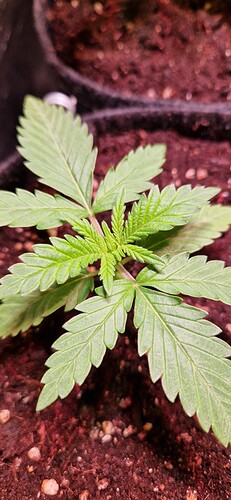Growreport Bild 7