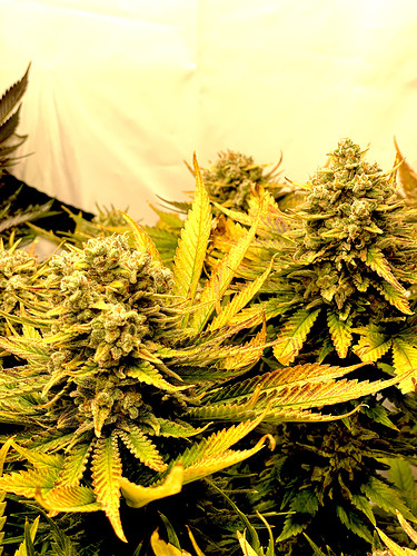 Growreport Bild 8