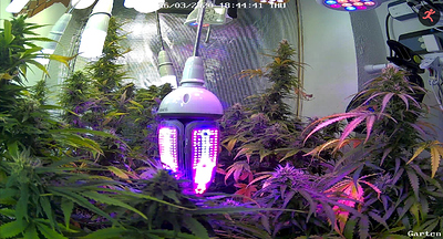 Growreport Bild 1