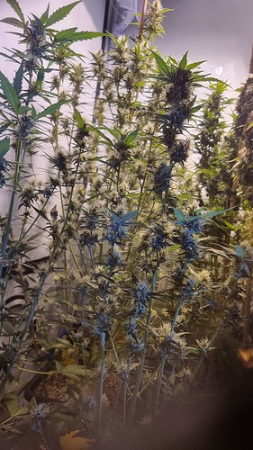 Growreport Bild 6
