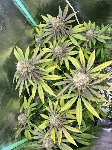 Growreport Bild 14