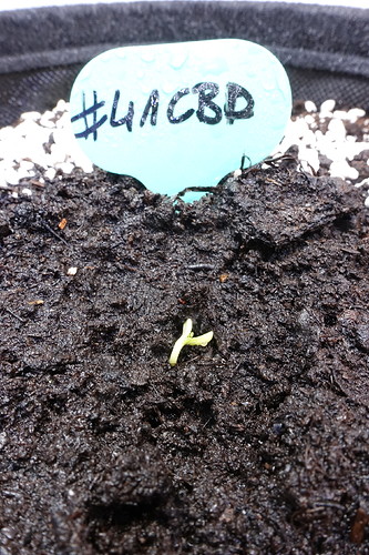 Growreport Bild 31
