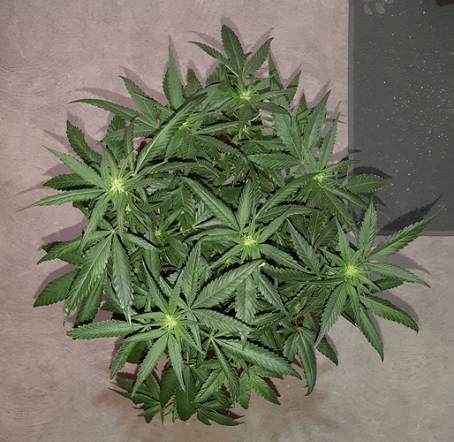 Growreport Bild 5