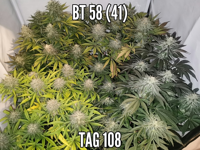 Growreport Bild 1