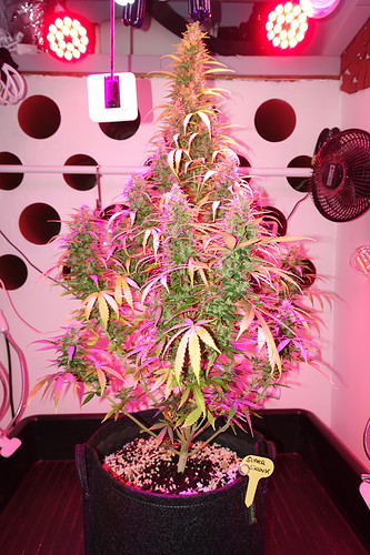 Growreport Bild 9