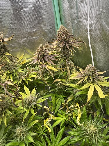 Growreport Bild 6