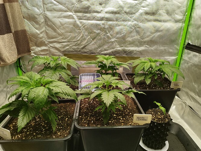 Growreport Bild 1