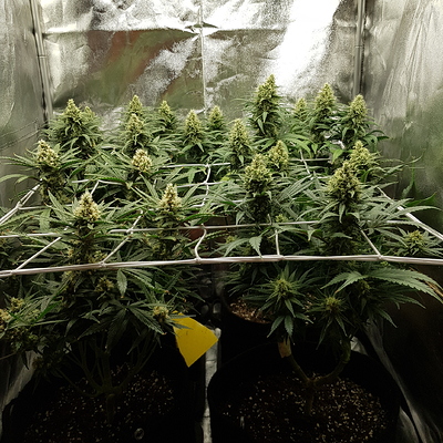 Growreport Bild 8