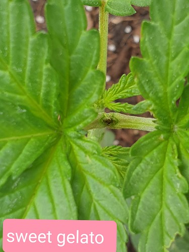 Growreport Bild 11