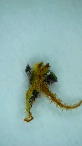 Growreport Bild 3