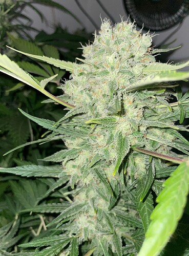 Growreport Bild 16