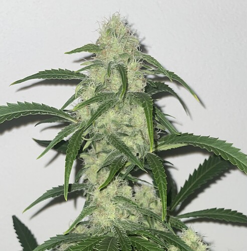 Growreport Bild 6