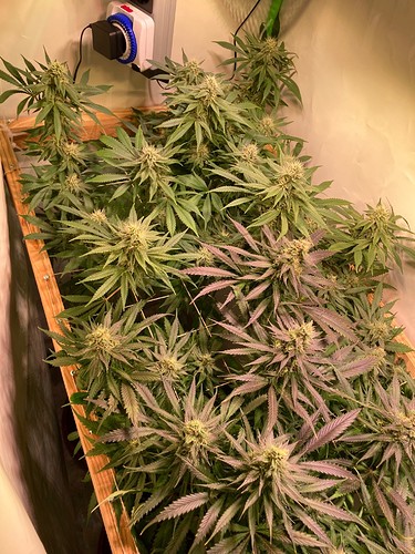 Growreport Bild 13