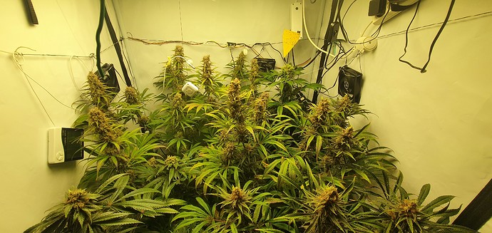 Growreport Bild 1