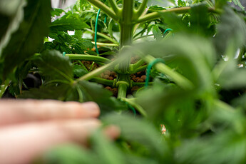 Growreport Bild 13