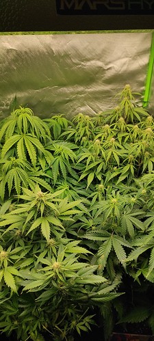 Growreport Bild 3