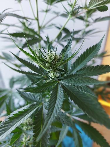 Growreport Bild 9