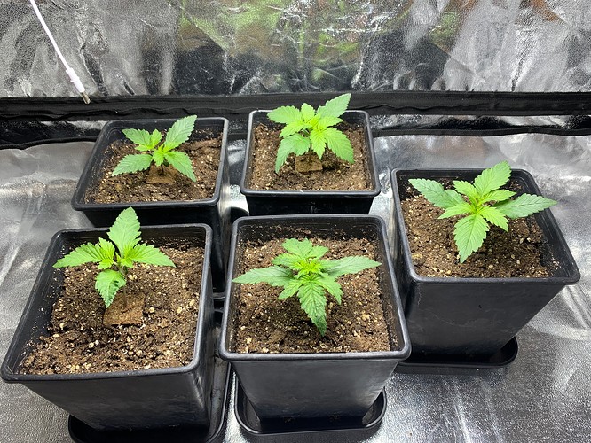 Growreport Bild 10