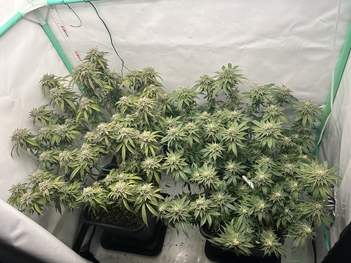 Growreport Bild 13