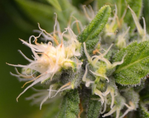Growreport Bild 14