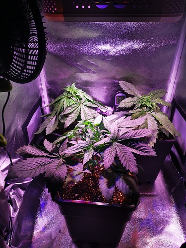 Growreport Bild 10