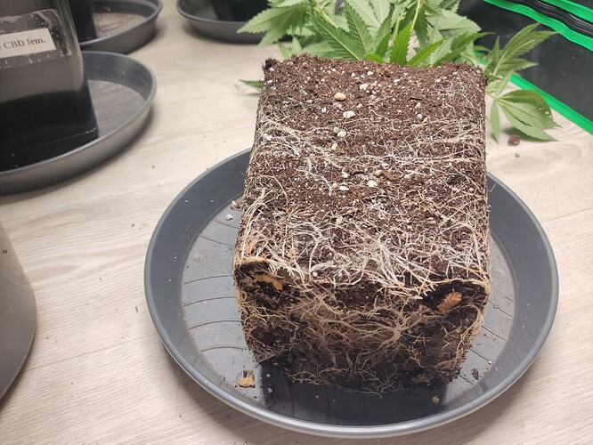 Growreport Bild 8