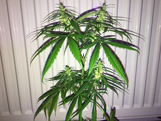 Growreport Bild 4